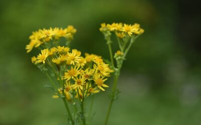 Ragwort – The Dangers and Prevention