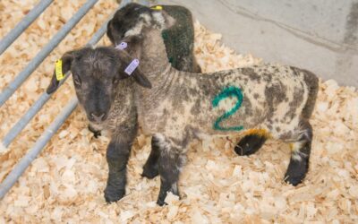 Pine shavings – a valuable bedding option for lambing.