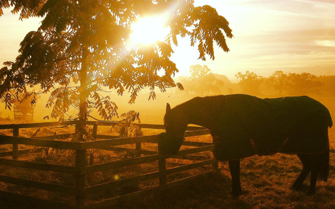 20 Top Tips for Horse Owners to Survive the Winter