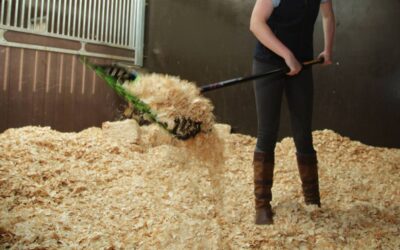 Six Key Equine Health Threats in the Stable