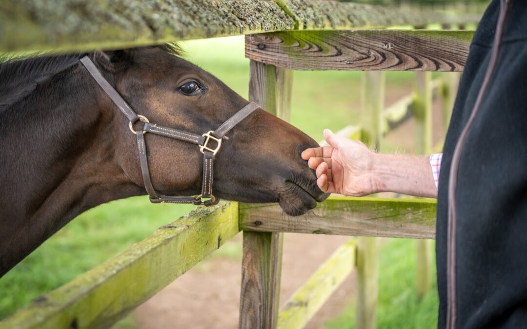 How To Spot Signs of Depression in Horses