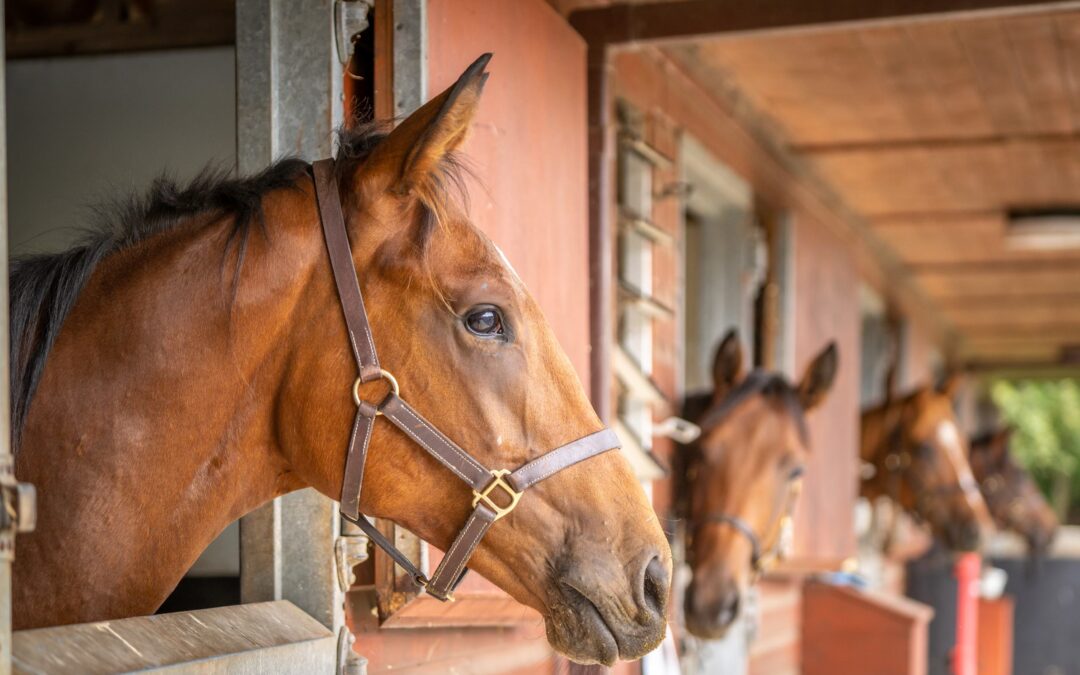 How to cope with a heatwave with horses