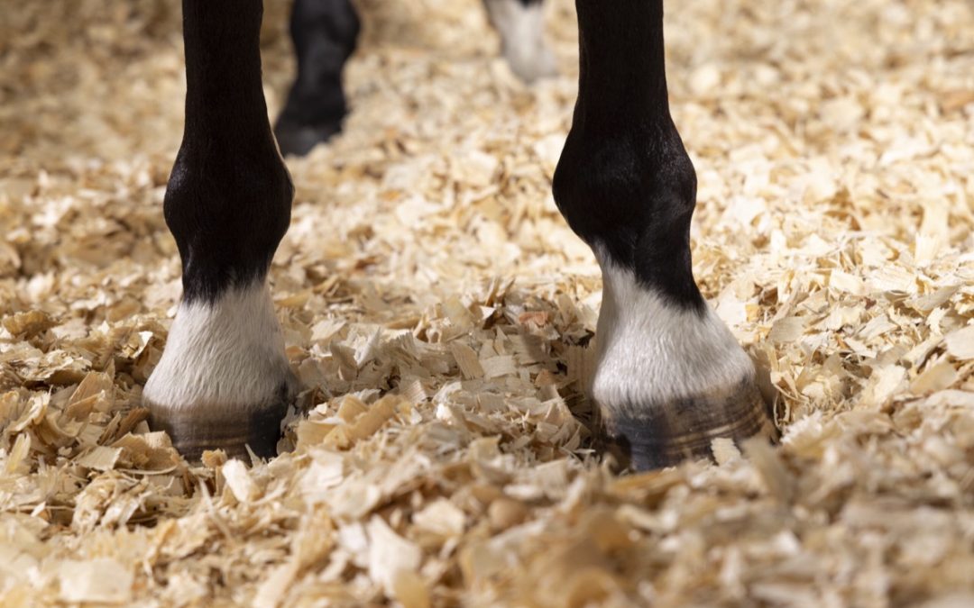 Protecting Hooves in a Wet British Summer