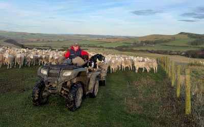 Q&A with Hannah Byers – Shepherd, Chatton Park Farm