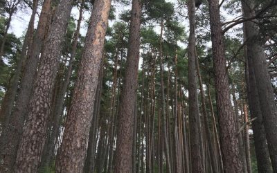 Why Bedmax Uses Pine To Make Shavings